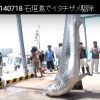 沖縄・石垣島で漁業被害防止のためのサメ駆除作業　88匹駆除(2014/07/18)