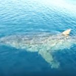 船の周囲をゆっくりと廻るホホジロザメ