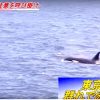 東京湾に群れで泳ぐシャチ 海保が船舶に注意を呼び掛け　2015年5月27日