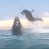 ハイイロアザラシをホオジロザメが追いかける緊迫の瞬間とらえる 2015年8月20日