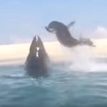 ハイイロアザラシをホオジロザメが追いかける緊迫の瞬間とらえる 2015年8月20日