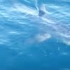 ボートの周囲を廻るアオザメ