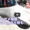 八重山でサメ駆除　推定550kgの大物も　2015/07/30 　沖縄タイムス公式動画チャンネルより