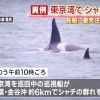 “珍景”発見　東京湾に「シャチが泳いでる」2015年5月25日