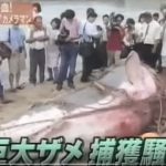 山口　最大級5m 3トン巨大ホオジロザメ捕獲記録　1999年7月