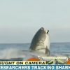 超巨大サメの迫力映像に　言葉もでないニュースキャスターが面白すぎると話題に　2015/08/30 に公開