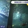 サメ、ジンベエザメも出てくる！　最新の映像技術と水族館がコラボレーションしました。横浜・八景島シーパラダイス　「楽園のアクアリウム」　FNN　(2015年11月12日)