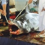 船上に2mのサメ乱入、漁師ら仰天 UAE アラブ首長国連邦 2016年1月26日