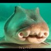 NHK BSプレミアム ワイルドライフ　210 オーストラリア東海岸　ネコ顔のサメ　奇妙なネジ型卵の謎に迫る！のネコザメの壁紙