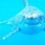 【止まると死ぬ魚】サメって、止まったら死ぬ魚なの？止まると死んでしまう魚達特集｢サメ・マグロ・カツオ｣ BIJOHより　2016年1月4日