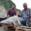 海釣りの男性 体長約1.5m 体重150kgの オオメジロザメ捕獲 台湾 台東 2016年3月2日 フォーカス台湾より