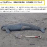 釧路に死骸漂着した 体長2.2mシャチの赤ちゃん 生態解明へサンプルに どうしんウェブより 2016年2月24日