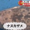 [動画]ナヌカザメなどタッチプール登場　閉館の危機から復活した竹島水族館　愛知