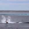 シャチとクジラの壮絶なる攻防　オーストラリア