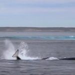 シャチとクジラの壮絶なる攻防　オーストラリア