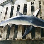 苫小牧沖に暖海のサメ、カニ籠など食いちぎる　2015年08月22日 10時53分