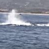 [閲覧注意] クジラの親子に襲いかかるシャチの群れ　ホエール・ウォッチング中にまたも・・・　アメリカ　モントレー湾