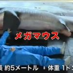 [動画] 幻のサメ「メガマウス」捕獲される　尾鷲市　三重　日テレNEWS24