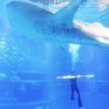 ジンベエザメの遊ちゃん、５ｍ超えました！　大阪　海遊館　2015年11月1日