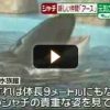 [動画]　シャチのアースが名古屋へお引っ越し　名古屋港水族館