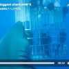 海洋研究者らのグループ「撮影された中で史上最大」　巨大ザメ「ディープブルー」の動画　体長約6.1m、推定年齢50歳、 2015年8月10日