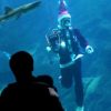 泳ぐサンタ、サメがお供？　福岡・海の中道の水族館　マリンワールド海の中道 2015年12月10日
