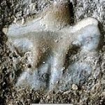 上田のサメ化石は新種　上田染谷丘高教諭が採集・確認　2015年10月17日