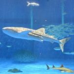 シルバーウィーク　鹿児島市　いおワールドかごしま水族館　ジンベエザメの７代目「ユウユウ」が人気を集めている　2015年09月21日