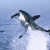 ホホジロザメも少し出てくる　ドキュメンタリー映画 アース【吹替版】 GYAO 無料配信期間2015年12月12日～2015年12月20日まで