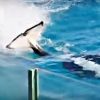 シャチが泳ぎながら尾ビレで観客席に水を浴びせかける「スイミングバースト」 2016年6月の土・日限定開催　鴨川シーワールド
