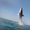ロケットみたい！？　サメ発射！　南アフリカのホホジロザメ