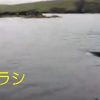 シャチがアザラシを狙う緊迫した映像　シェットランド諸島　イギリス