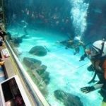 サメに勝てず「海猿」公開潜水訓練を中止　須磨海浜水族園　神戸　神戸新聞NEXTより