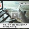鹿児島県【動画】錦江湾　サメが釣れた　2015年8月18日午後４時前