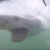 サメ高速ドン！　本気を出したサメの襲撃映像