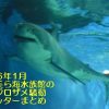 2016年1月沖縄美ら海水族館のホホジロザメ騒動ツイッターまとめ