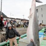 体長3メートル超のアオザメが定置網に　佐賀県 唐津市 高島沖　2015年12月19日