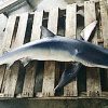 苫小牧沖でサメによる漁具被害相次ぐ （2015年 8/20）