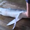 サメ被害　カニ籠９１６個、カレイ刺し網２２９枚－調査結果まとめる　2015年 9月22日