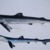 ヨシキリザメの幼魚の続報　のとじま水族館