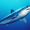 千葉 鋸南町で定置網にサメ 注意呼びかけ　NHKNEWSWEB　2015年8月21日 15時55分