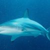カマストガリザメかハナザメ　サメが群がる「狂乱索餌」の動画が話題に 50匹を超えるサメがまるで「沸騰」、米フロリダ州の人気ビーチの波打ち際で　2015年11月22日　