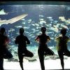 【サンシャイン水族館で朝ヨガ☆】次回の朝ヨガは 2015年10月28日（水）開催！！10月16日まで参加者募集中です！
