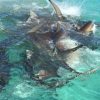 クジラの死骸に群がる無数のイタチザメの映像　オーストラリア
