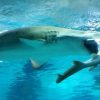 わ！体長2.2mの シロワニが ドチザメを丸のみ 韓国 ソウルの水族館　2016年1月29日