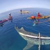 ジンベエザメ密漁摘発　中国輸出用に飼育か　インドネシア　マルク州