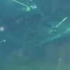 [閲覧注意] 水族館のシロワニが飼育員を噛んだ事故　南アフリカ