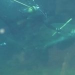 [閲覧注意] 水族館のシロワニが飼育員を噛んだ事故　南アフリカ