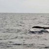 今季初のクジラ！ザトウクジラ　ホエールウオッチングのシーズン到来　2015年12月21日　沖縄　座間味