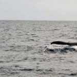 今季初のクジラ！ザトウクジラ　ホエールウオッチングのシーズン到来　2015年12月21日　沖縄　座間味